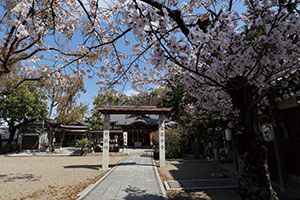 桜の陶荒田神社境内