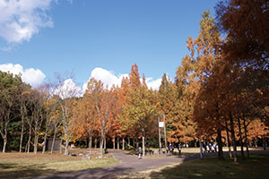 新檜尾公園 紅葉のメタセコイア並木