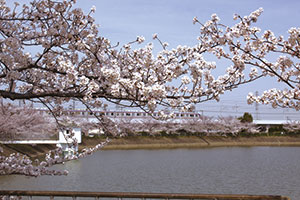 桜の水賀池